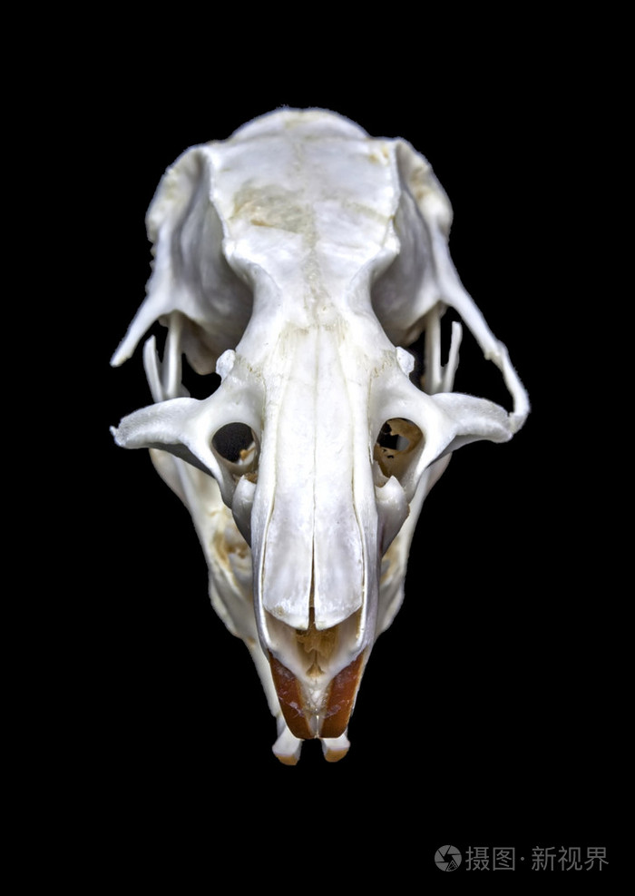 褐褐家鼠颅骨上黑色孤立