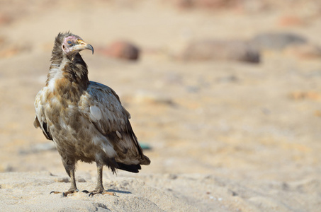埃及秃鹰 neophron percnopterus 坐在野外的索科特拉岛上的沙滩上