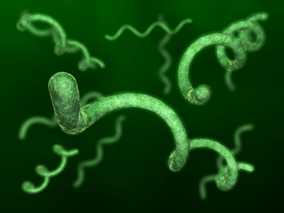 螺旋形细菌图片