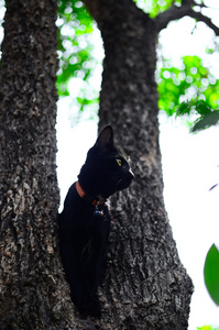 黑猫在花园里的树上