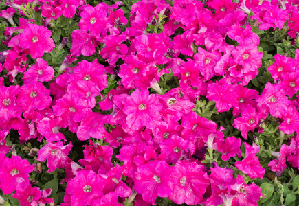 粉色矮牵牛花卉图片