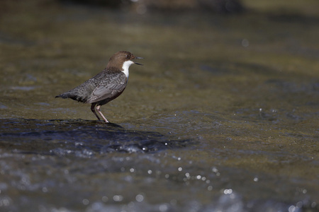 北斗七星，cinclus cinc