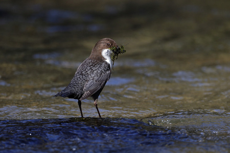 北斗七星，cinclus cinc