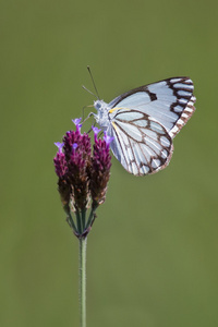 坐在紫色的野花在格力的微妙白蝴蝶