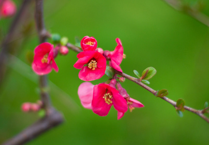 黄蕊开花日本的美丽粉红春天的花朵