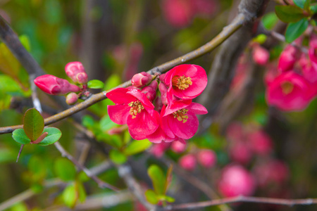 黄蕊开花日本的美丽粉红春天的花朵