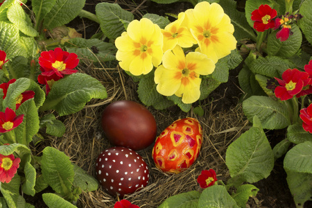 鸡蛋之间美丽的春天