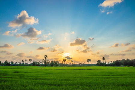 稻场绿草蓝蓝的天空云多云风景背景