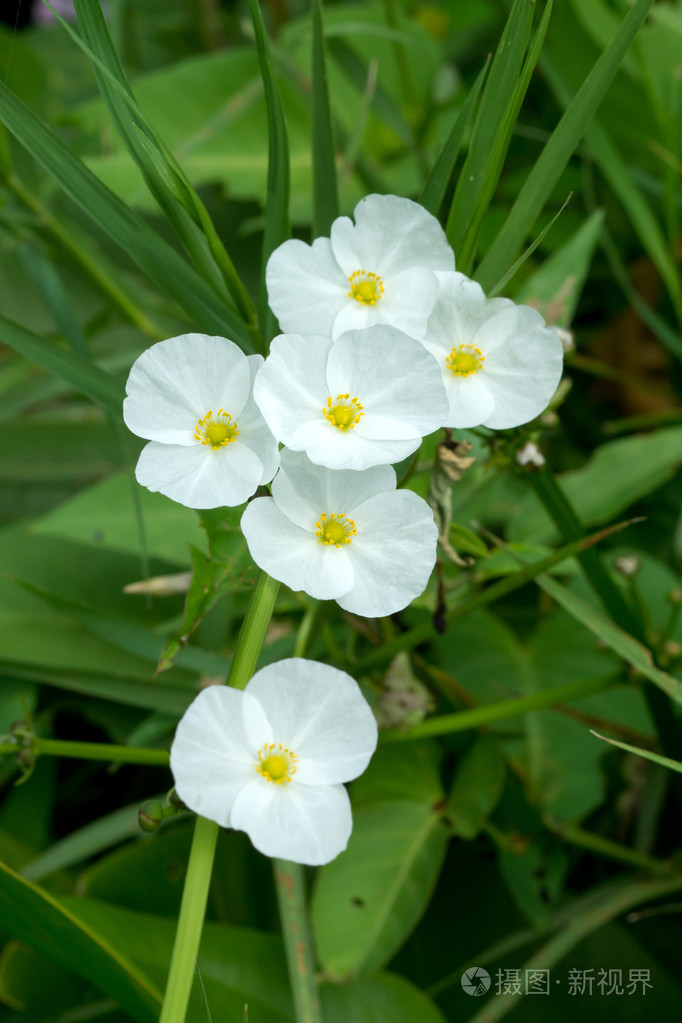 burhead，德克萨斯州花泥的宝贝