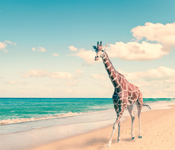 长颈鹿的运行在海岸，一个复古的效果与在沙滩上