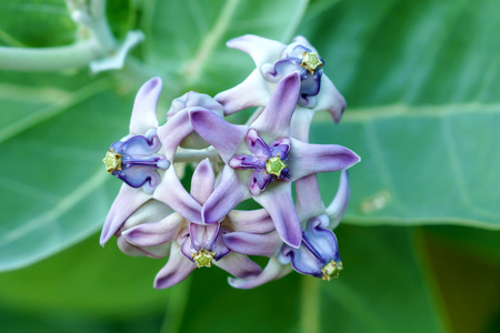 五颜六色的紫色花，冠花