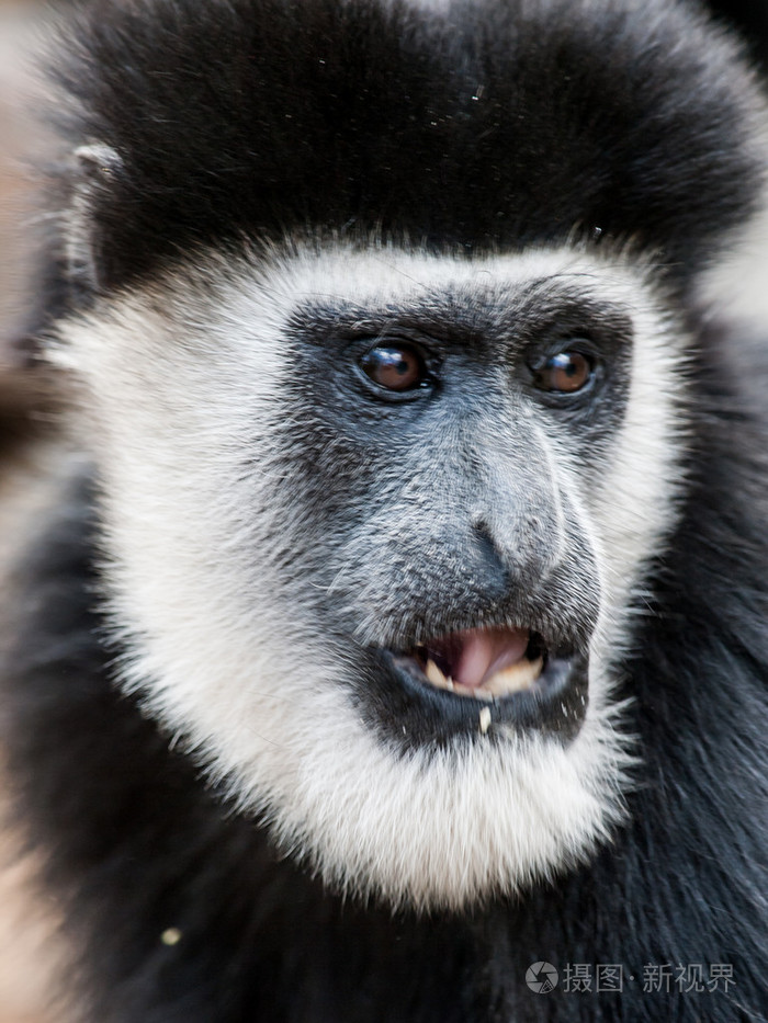 在野生动物园肯尼亚非洲疣猴