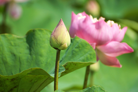 美丽的粉红色莲花一朵绽放