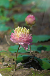 美丽的粉红色莲花一朵绽放