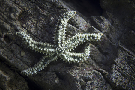 水族馆的明星