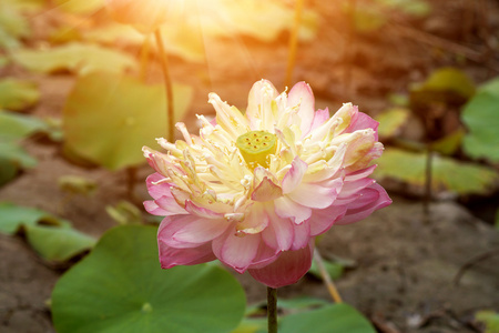 美丽的粉红色莲花一朵绽放