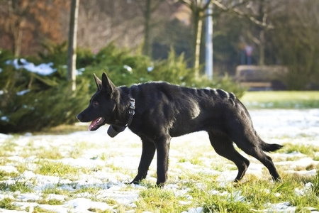 交叉的德国牧羊犬杜宾犬