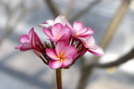 粉红色的鸡蛋花