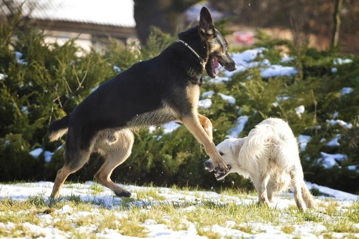 交叉德国牧羊犬黄金猎犬