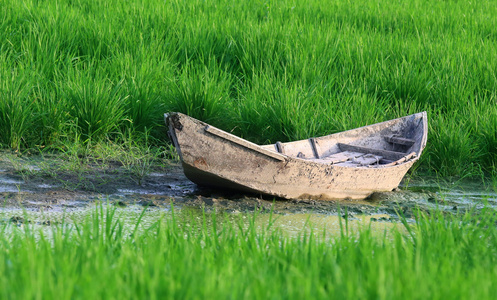 在一片稻田旧木船