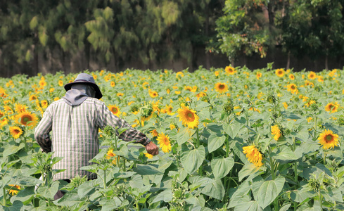 农民在向日葵领域工作