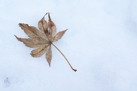 棕红色离开，叶成雪