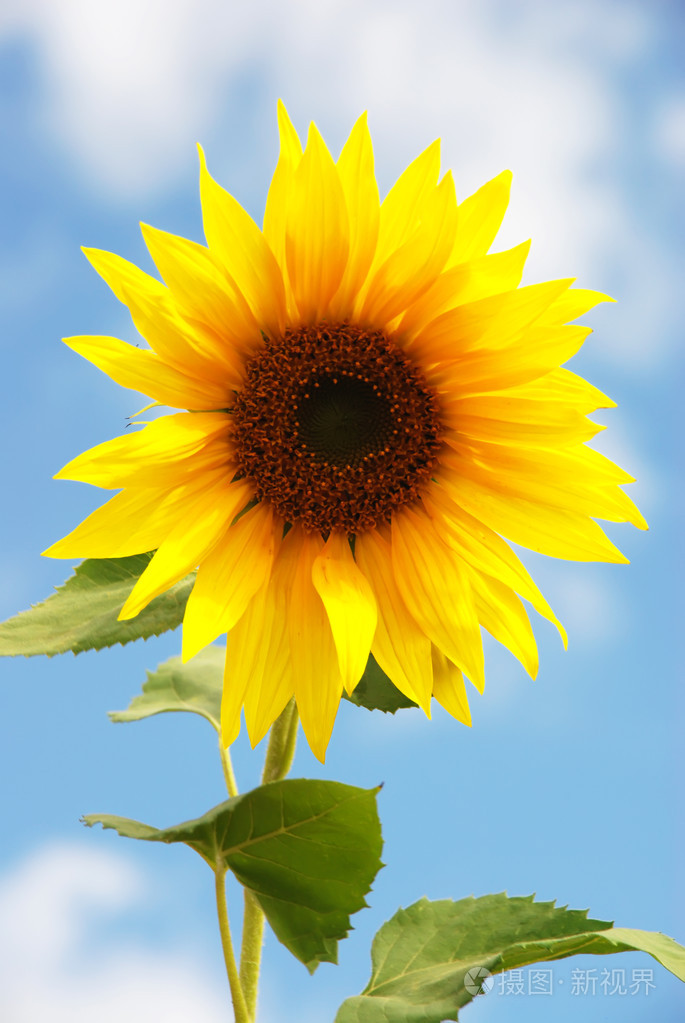 向日葵在阳光灿烂的日子