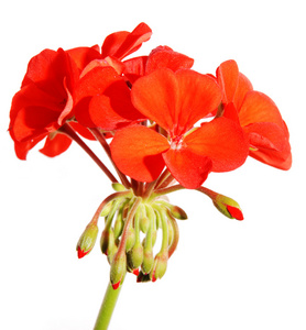 朵朵红色天竺葵