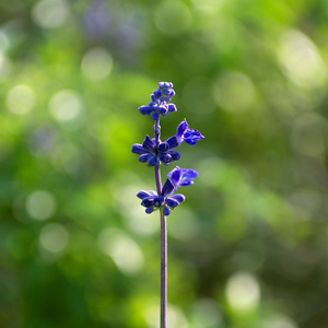 淡紫色小花