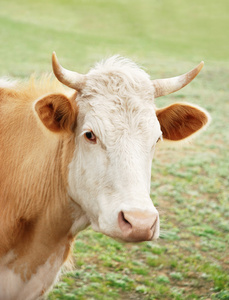 牛在草地上