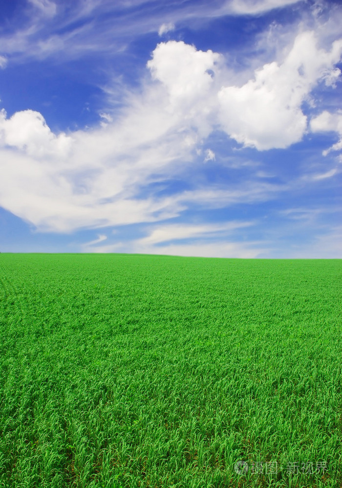 绿草如茵的球场上