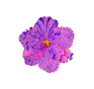 紫色非洲花