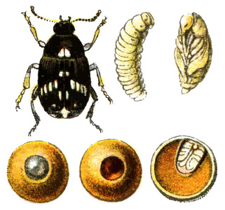 蚕豆象昆虫害虫豌豆象鼻虫.照片