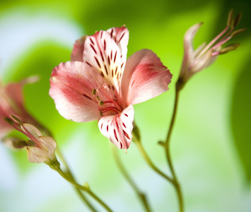 宏六出百合花芽