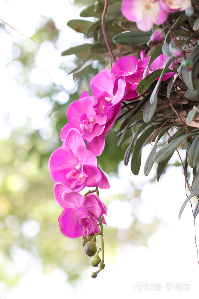 在树上的紫色兰花