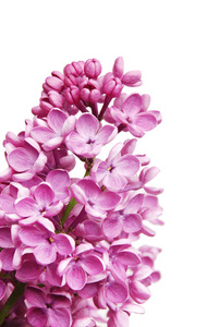 紫罗兰淡紫色花