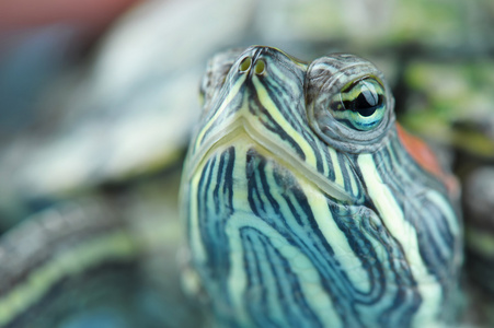 头龟乌龟头照片