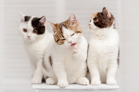 三只小猫肖像图片