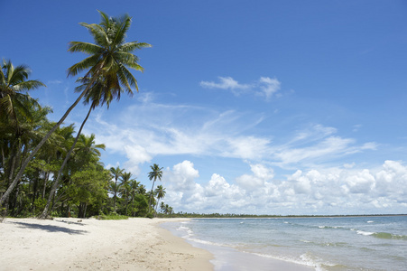 棕榈树空热带巴西海滩