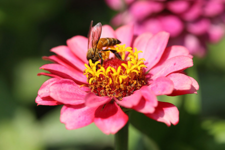 粉红色的百合草花和蜂     ailuropoda melanoleuca 