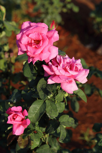 在植物的粉红色玫瑰花