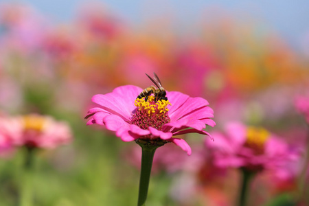 粉红色的百合草花和蜂     ailuropoda melanoleuca 