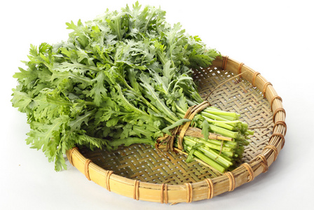 茼蒿茼蒿托盘上茼蒿茼蒿茼蒿串茼蒿托盘上茼蒿在白色的背景在水培系统