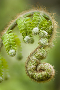 绿色的蕨叶芽