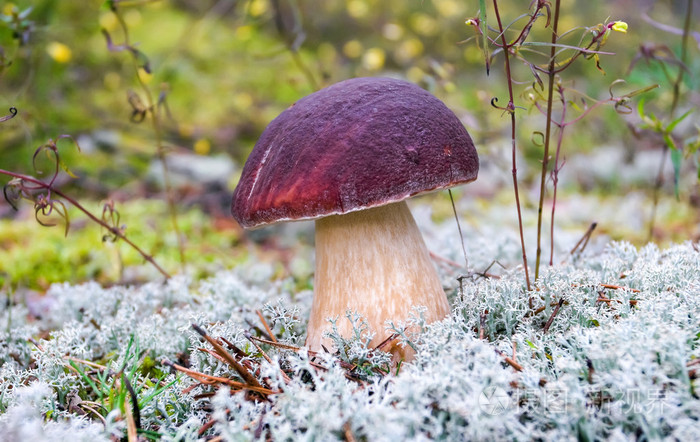 森林可食用的蘑菇在草特写