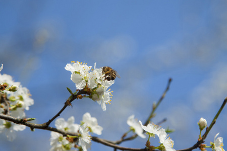 对野生樱桃花蜂