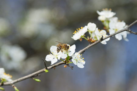 对野生樱桃花蜂