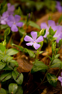 紫色periwinkle小长春花