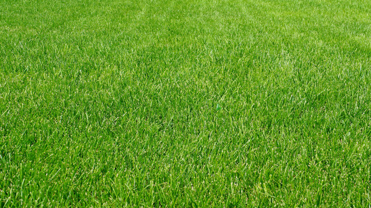 下绿藻足球场体育场绿线蓝天背景海洋中的海藻水下照片/景观生态系统