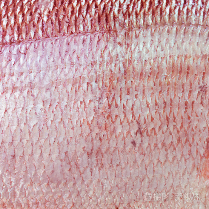 纹理的鱼皮